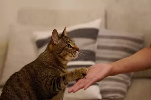 猫に『お手』を覚えてもらうコツ4つ　どんなメリットがあるの？教え方のポイントまで