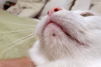 猫のアゴの下に『黒ゴマ』？なぞのブツブツの正体と対処法　実は病気のサインかも