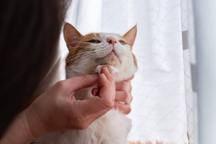 猫のアゴの下に『黒ゴマ』？なぞのブツブツの正体と対処法　実は病気のサインかも