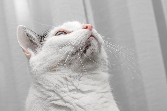 猫のアゴの下に『黒ゴマ』？なぞのブツブツの正体と対処法　実は病気のサインかも