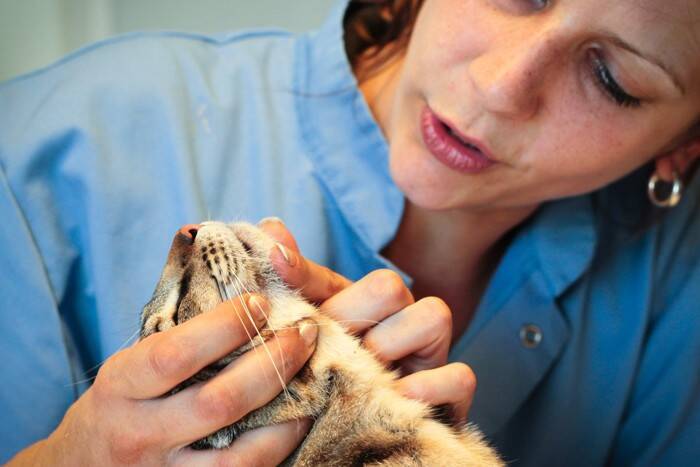 猫のアゴの下に『黒ゴマ』？なぞのブツブツの正体と対処法　実は病気のサインかも