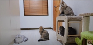 寒い日に赤ちゃん猫を『服の中』に入れてみた結果…もん絶不可避の『可愛すぎる反応』に癒される人続出「カンガルーみたい」「幸せそう」