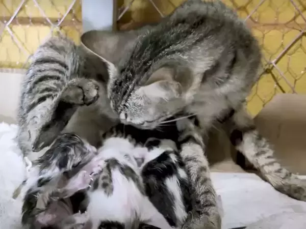 ちょっと目を離したすきに赤ちゃん猫たちが……思わず笑ってしまう『微笑ましい光景』に癒される人続出「本当に愛らしい」「ただかわいい」