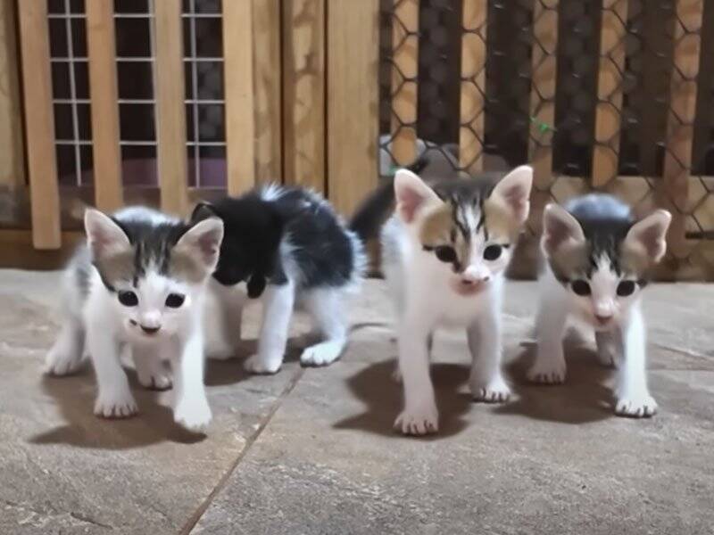 ちょっと目を離したすきに赤ちゃん猫たちが……思わず笑ってしまう『微笑ましい光景』に癒される人続出「本当に愛らしい」「ただかわいい」