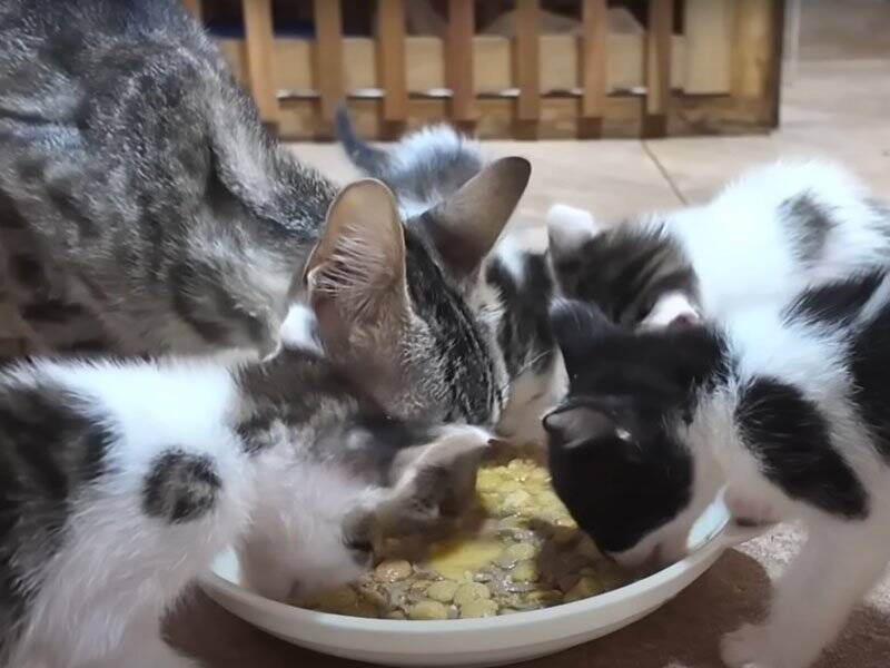 ちょっと目を離したすきに赤ちゃん猫たちが……思わず笑ってしまう『微笑ましい光景』に癒される人続出「本当に愛らしい」「ただかわいい」