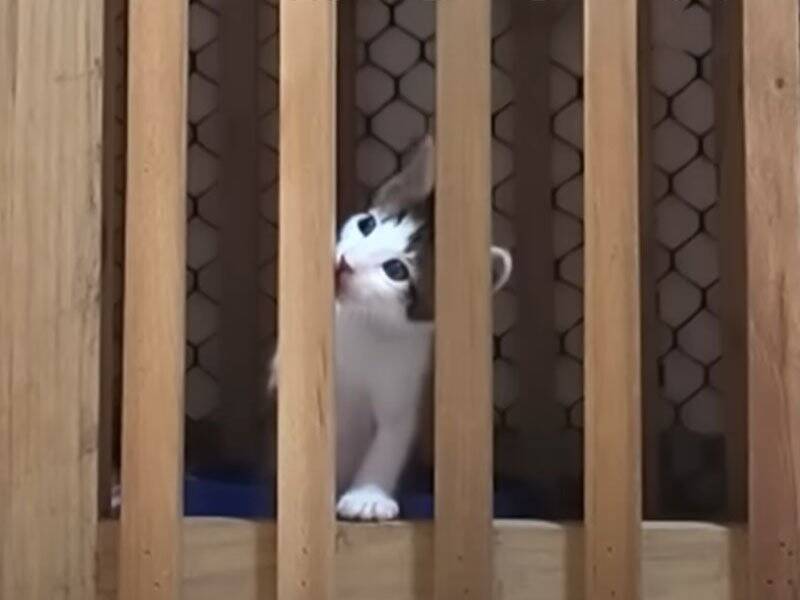 ちょっと目を離したすきに赤ちゃん猫たちが……思わず笑ってしまう『微笑ましい光景』に癒される人続出「本当に愛らしい」「ただかわいい」