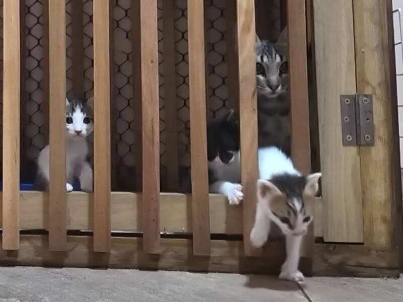 ちょっと目を離したすきに赤ちゃん猫たちが……思わず笑ってしまう『微笑ましい光景』に癒される人続出「本当に愛らしい」「ただかわいい」