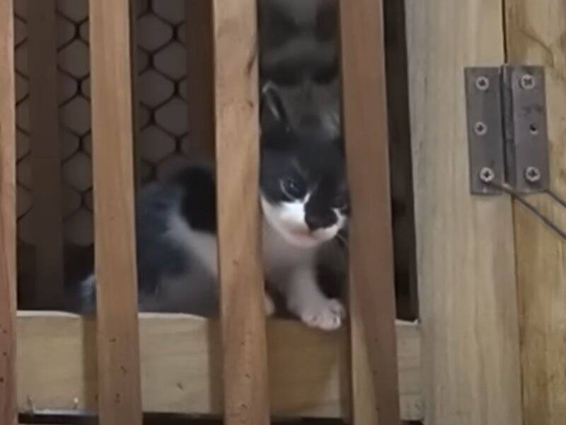 ちょっと目を離したすきに赤ちゃん猫たちが……思わず笑ってしまう『微笑ましい光景』に癒される人続出「本当に愛らしい」「ただかわいい」