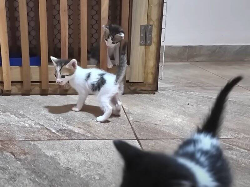 ちょっと目を離したすきに赤ちゃん猫たちが……思わず笑ってしまう『微笑ましい光景』に癒される人続出「本当に愛らしい」「ただかわいい」