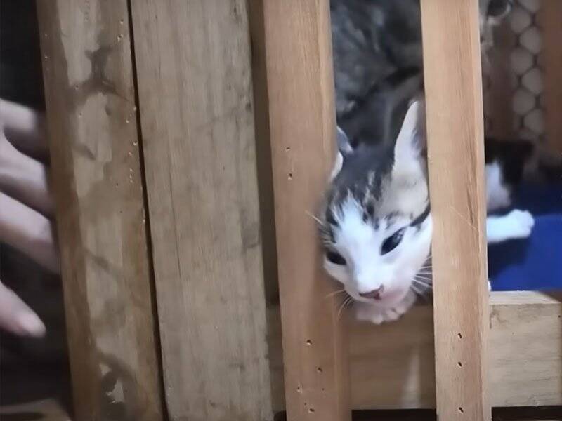 ちょっと目を離したすきに赤ちゃん猫たちが……思わず笑ってしまう『微笑ましい光景』に癒される人続出「本当に愛らしい」「ただかわいい」