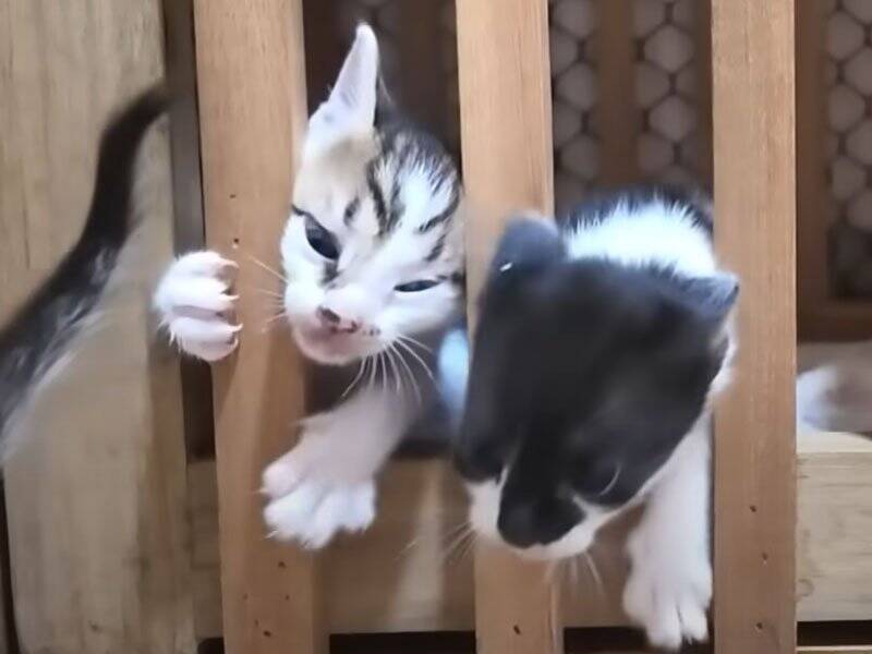 ちょっと目を離したすきに赤ちゃん猫たちが……思わず笑ってしまう『微笑ましい光景』に癒される人続出「本当に愛らしい」「ただかわいい」