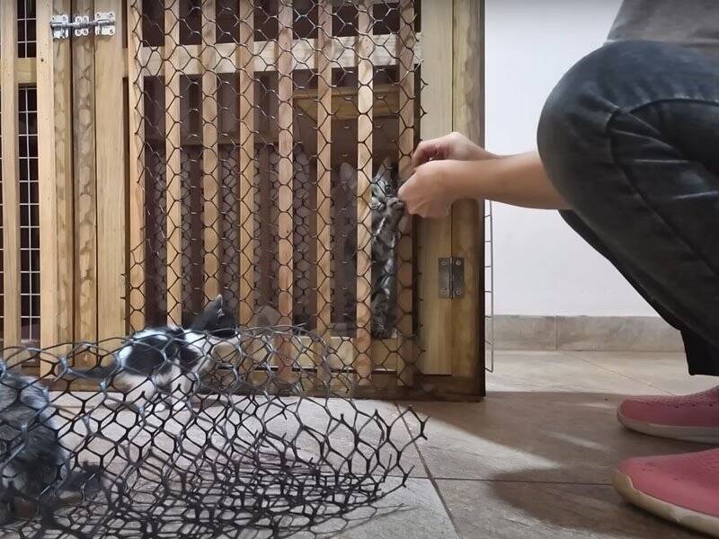 ちょっと目を離したすきに赤ちゃん猫たちが……思わず笑ってしまう『微笑ましい光景』に癒される人続出「本当に愛らしい」「ただかわいい」