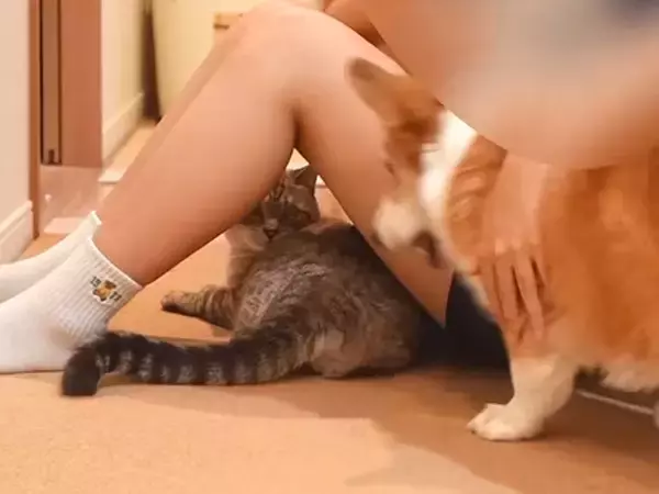 同居犬にちょっかいをかけられた猫→女の子の足元に逃げたと思ったら…賢すぎる『まさかの行動』に「お姉ちゃんでガード」「最高」と反響の声