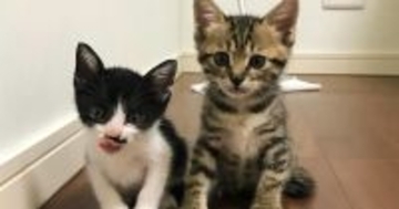 カラスに襲われていた『2匹の子猫』を保護→4年が経つと…思わず感動のビフォーアフターに「運命の出会い」「なんていい話」と1万いいね