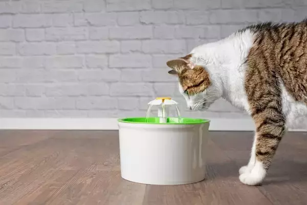 猫が『水を苦手』とするのはどうして？慣れてもらうための方法3つ