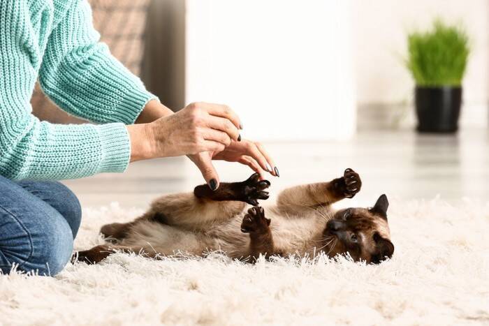 猫の『性格』は5つのタイプに分かれている？　異なる特徴や接し方のコツもご紹介