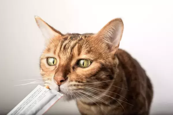 愛猫の『終末期』が訪れたらすべきこと5つ　残されたわずかな時間の使い方