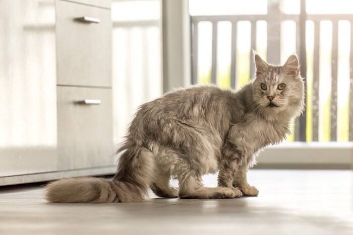 愛猫の『終末期』が訪れたらすべきこと5つ　残されたわずかな時間の使い方