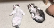 へそ天をする2匹の子猫→触ってみると…涙が出るほど『可愛い光景』が48万再生「完全に人間ｗ」「ニヤニヤが止まらん」と笑顔になる人続出