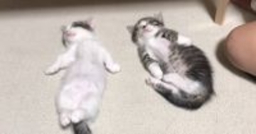 へそ天をする2匹の子猫→触ってみると…涙が出るほど『可愛い光景』が48万再生「完全に人間ｗ」「ニヤニヤが止まらん」と笑顔になる人続出