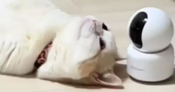 猫が生まれて初めての『床暖房』を体験した結果…「ネコやめすぎｗ」まさかの光景が328万再生「全身で堪能してて笑った」「溶けてるｗ」