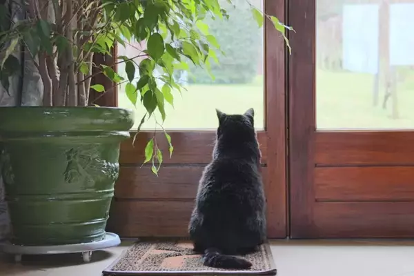 あなたの『愛猫依存レベル』はどのくらい？5つのチェック項目や与えかねない悪影響