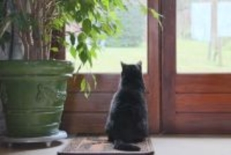 あなたの『愛猫依存レベル』はどのくらい？5つのチェック項目や与えかねない悪影響