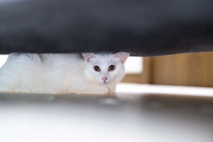 猫が『不安な気持ち』になっているときのサイン5つ　考えられる原因や落ち着かせるコツも