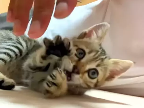 保護子猫と遊んだ結果→夢中で手にじゃれついて…反則級に『尊い光景』が11万再生「なんて可愛い猛獣なんだ」「遊ばれてるお父さんｗ」