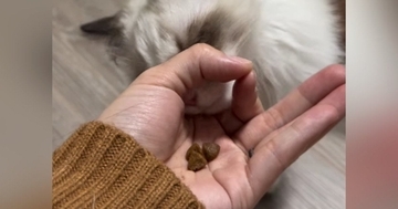 手のひらにおやつを乗せて、猫に『IQテスト』をしてみた結果…想像以上に賢い『驚きの行動』に反響「あらビックリ」「うちの子にもしてみよう」