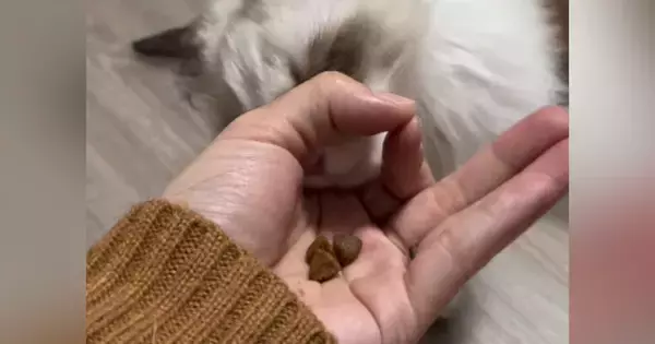 手のひらにおやつを乗せて、猫に『IQテスト』をしてみた結果…想像以上に賢い『驚きの行動』に反響「あらビックリ」「うちの子にもしてみよう」