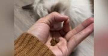 手のひらにおやつを乗せて、猫に『IQテスト』をしてみた結果…想像以上に賢い『驚きの行動』に反響「あらビックリ」「うちの子にもしてみよう」