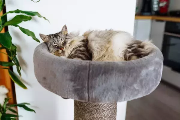 愛猫がぐっすり眠れる『ベッドの場所』4選　快眠につながる条件や気をつけたいポイント