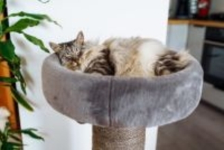 愛猫がぐっすり眠れる『ベッドの場所』4選　快眠につながる条件や気をつけたいポイント