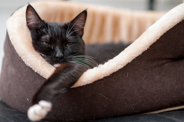 愛猫がぐっすり眠れる『ベッドの場所』4選　快眠につながる条件や気をつけたいポイント
