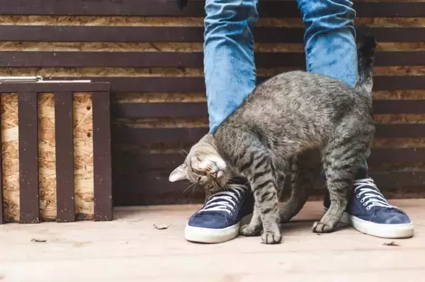 猫が『おしりを高く上げる』ときの理由5つ　気持ちの見分け方や上手な対処法も解説