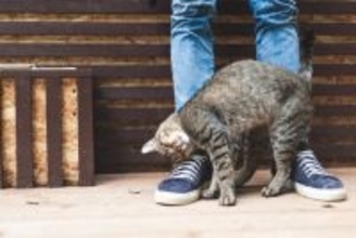 猫が『おしりを高く上げる』ときの理由5つ　気持ちの見分け方や上手な対処法も解説