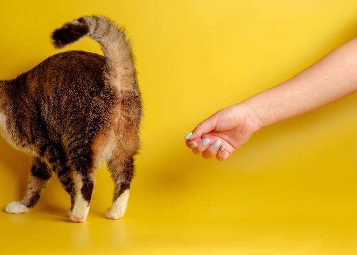 猫が『おしりを高く上げる』ときの理由5つ　気持ちの見分け方や上手な対処法も解説