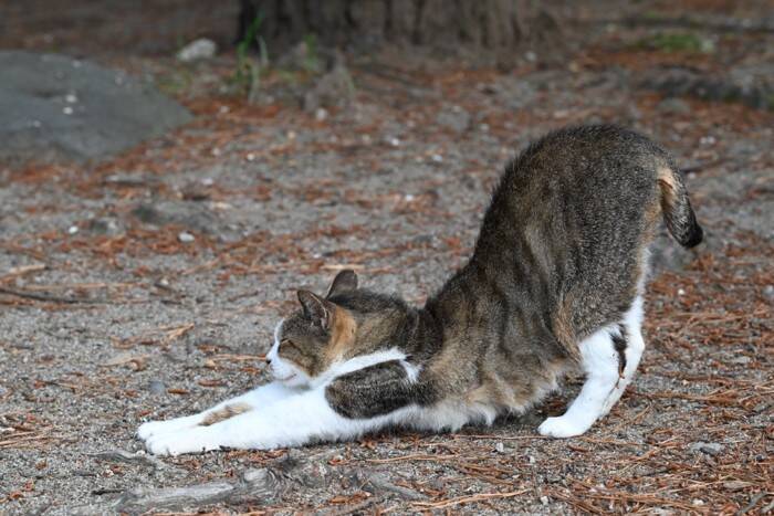 猫が『おしりを高く上げる』ときの理由5つ　気持ちの見分け方や上手な対処法も解説