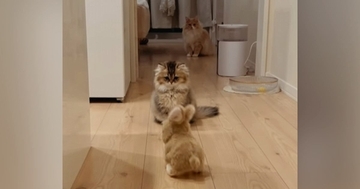 猫たちがぴょこぴょこ動く『うさぎ型ロボット』を見た結果…笑ってしまう『リアクション』が21万再生「すべてが可愛い」「話し合ってるｗ」