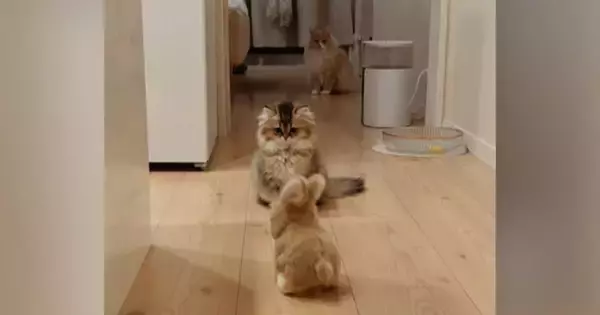 猫たちがぴょこぴょこ動く『うさぎ型ロボット』を見た結果…笑ってしまう『リアクション』が21万再生「すべてが可愛い」「話し合ってるｗ」