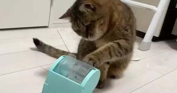 知育おもちゃを回して『おやつ』を食べていた猫→中身が『ごはん』になった結果…まさかの反応が14万再生「かしこかわいいｗ」「天才じゃん」