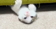 子猫が『ソファを使った遊び』にハマった結果…ずっと見ていたくなる『まさかの動き』が230万再生「めっちゃ好きｗ」「前世、水泳選手ｗ」