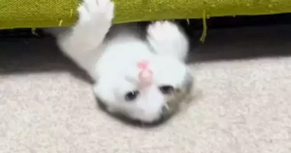 子猫が『ソファを使った遊び』にハマった結果…ずっと見ていたくなる『まさかの動き』が230万再生「めっちゃ好きｗ」「前世、水泳選手ｗ」