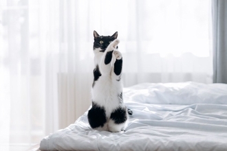 猫に愛されている飼い主が実践する『喜ばせワザ』4選　絆がより深まるかも？上手に行うコツも解説