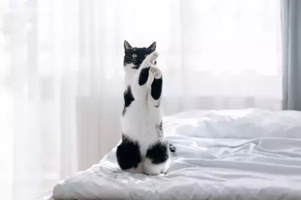 猫に愛されている飼い主が実践する『喜ばせワザ』4選　絆がより深まるかも？上手に行うコツも解説