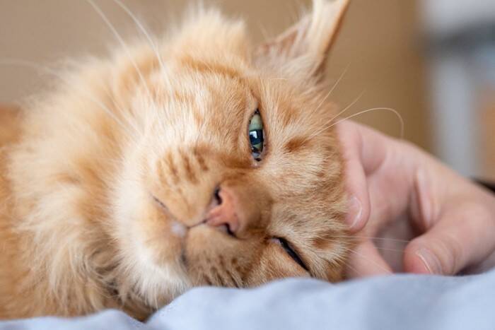 猫に愛されている飼い主が実践する『喜ばせワザ』4選　絆がより深まるかも？上手に行うコツも解説