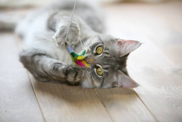 猫に愛されている飼い主が実践する『喜ばせワザ』4選　絆がより深まるかも？上手に行うコツも解説