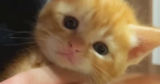 子猫が『初めての爪切り』に挑戦した結果…ずっと見ていたくなる『尊すぎる反応』に「ニヤニヤしちゃった」「あーたまらん」と悶絶の声続出