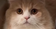 キャリーケースを置いて猫に『病院いくよ、入って』と伝えたら…驚きの行動と『まさかの展開』が54万再生「天才すぎる」「想定外だったかｗ」